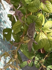 Anacridium aegyptium
