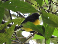 Myioborus miniatus