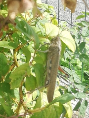 Anacridium aegyptium