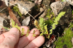 Cheilanthes distans