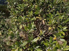Olearia avicenniifolia