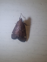 Hypsopygia intermedialis