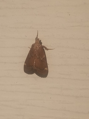 Hypsopygia intermedialis