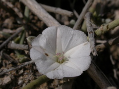 Convolvulus caput-medusae