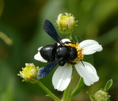 Megachile xylocopoides