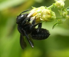 Megachile xylocopoides