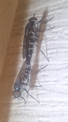 Ozodiceromyia
