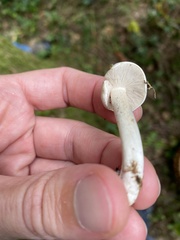Collybia