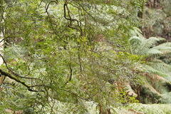 Nothofagus cunninghamii