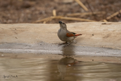 Pytilia phoenicoptera