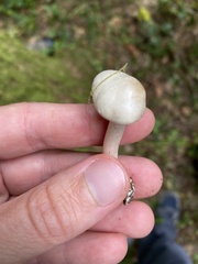 Collybia