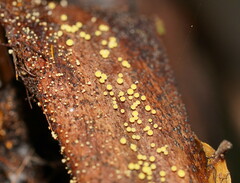 Lachnum pteridophyllum