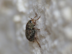 Hypurus bertrandi