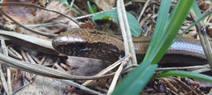 Anguis fragilis
