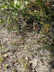 Equisetum ramosissimum