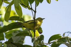 Zosterops senegalensis
