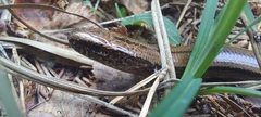 Anguis fragilis