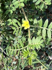 Tribulus terrestris