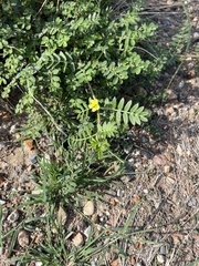 Tribulus terrestris