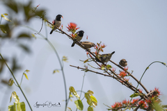 Spermestes cucullata