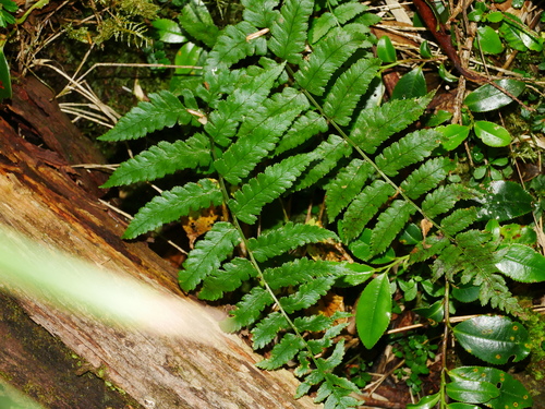 Dryopteris costalisora (Dryopteris costalisora)