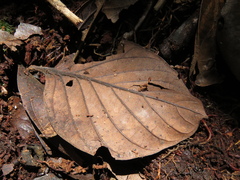 Beilschmiedia latifolia