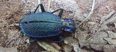 Carabus intricatus