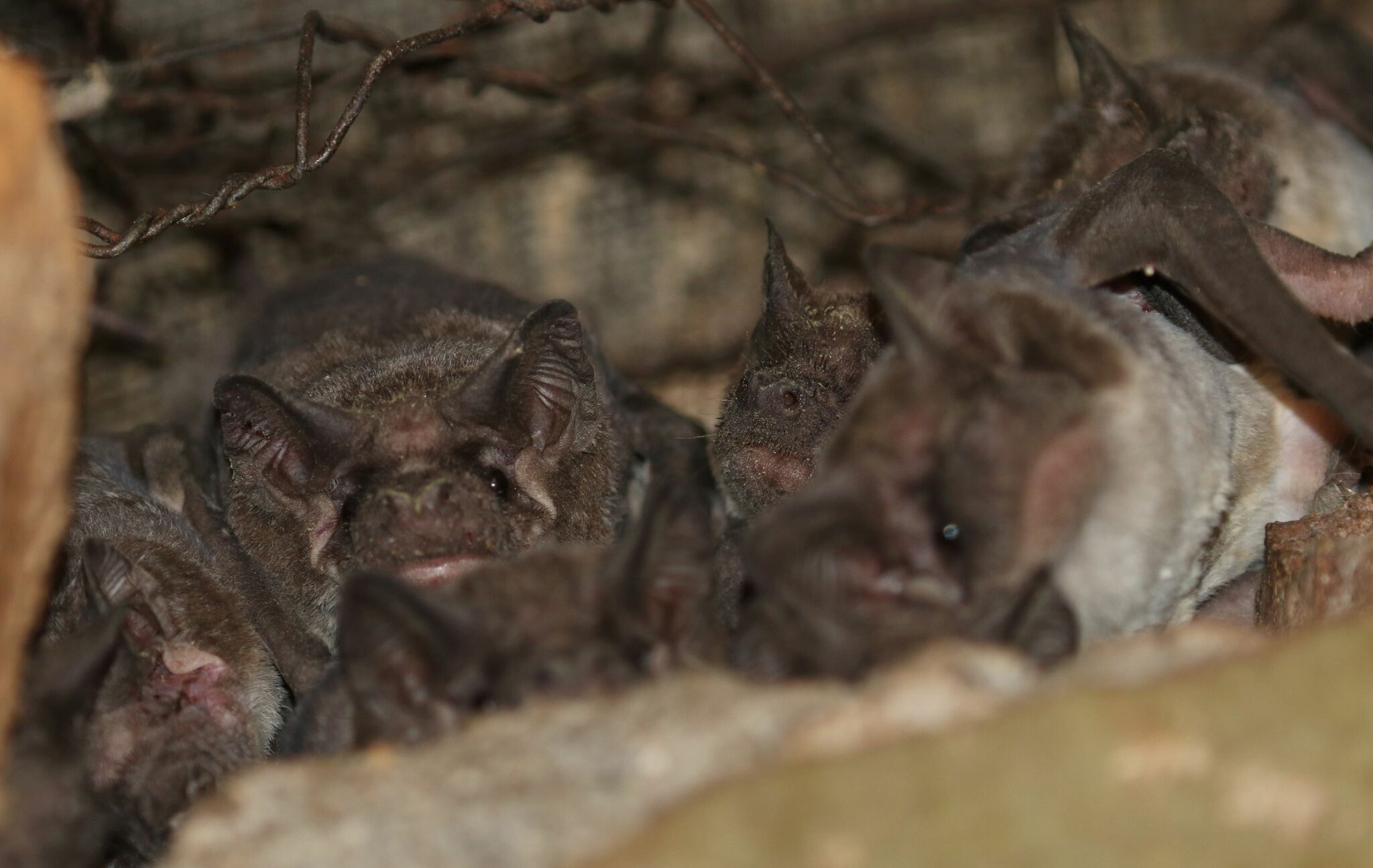 Mops condylurus (A.Smith, 1833)