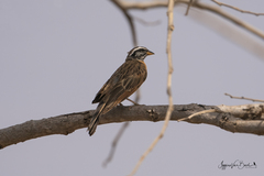 Emberiza goslingi