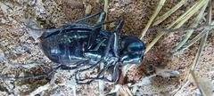 Carabus intricatus
