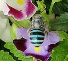 Zonamegilla