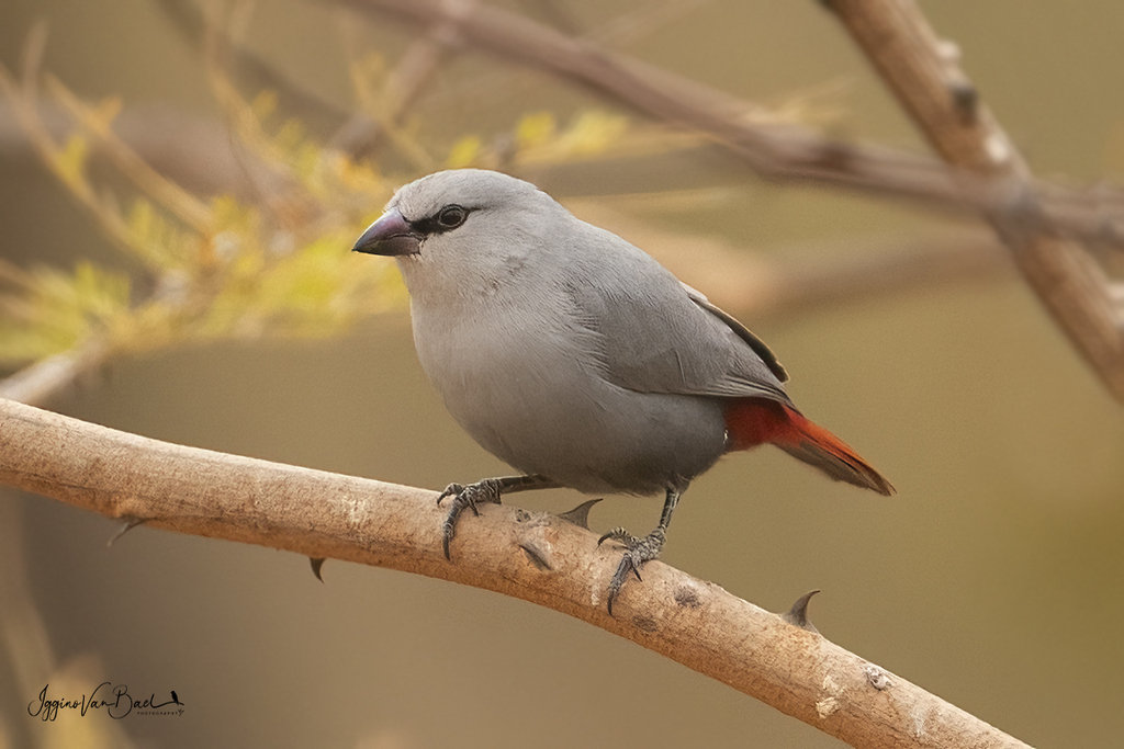Lavender Waxbill