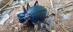 Carabus intricatus
