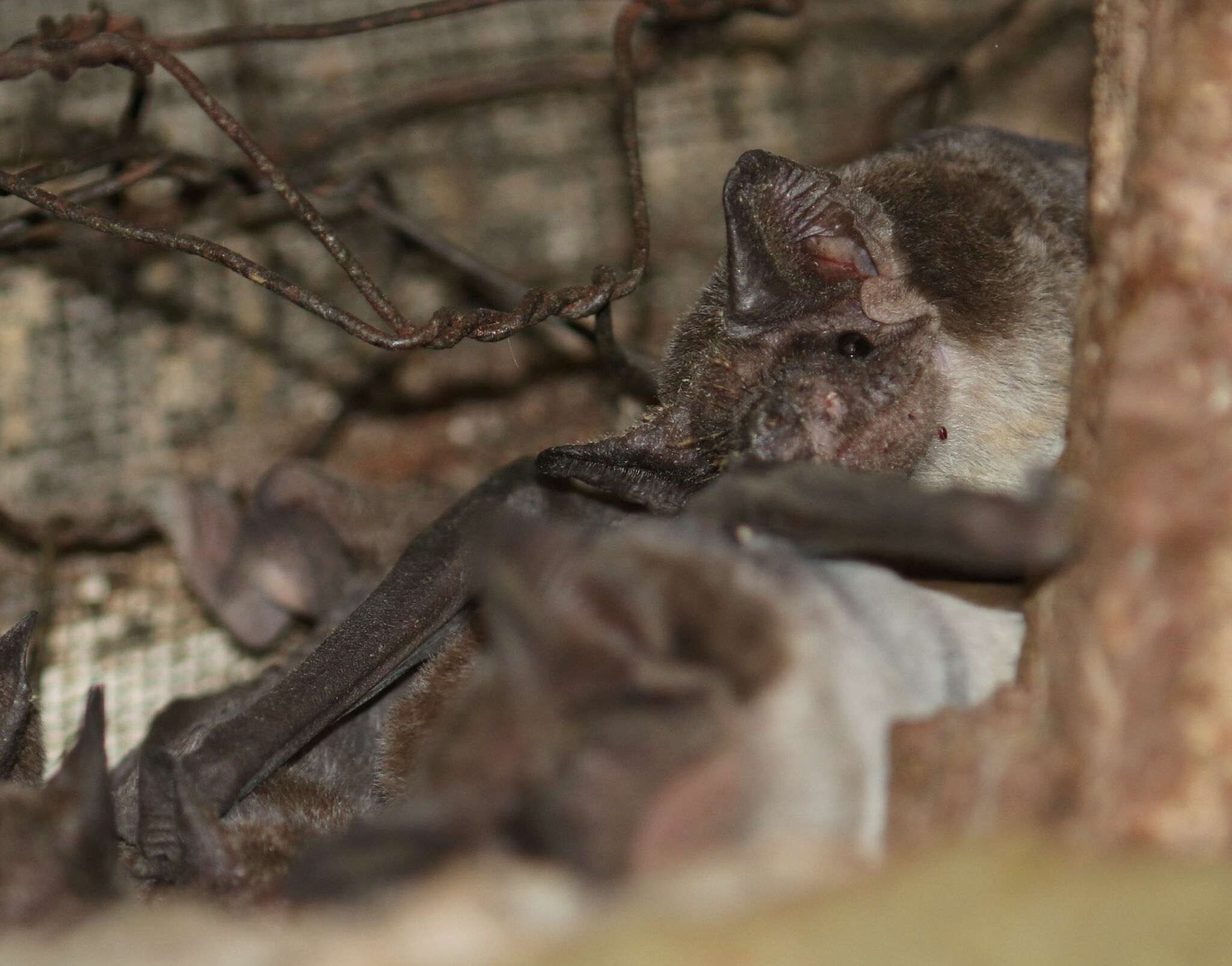 Mops condylurus (A.Smith, 1833)