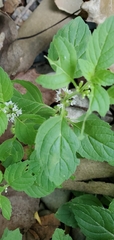 Mentha arvensis
