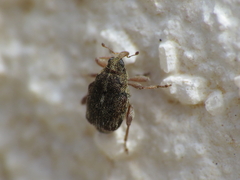 Hypurus bertrandi
