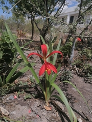 Sprekelia formosissima