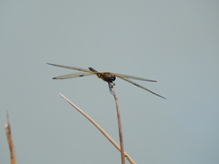 Rhyothemis phyllis