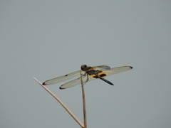 Rhyothemis phyllis