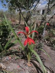 Sprekelia formosissima