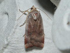 Noctua janthina