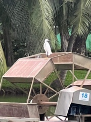Egretta garzetta garzetta