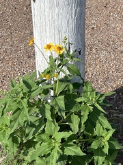 Verbesina encelioides