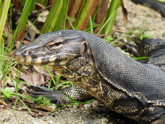 Varanus salvator macromaculatus