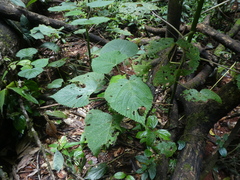 Dendrocnide cordifolia