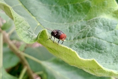 Chrysomya megacephala