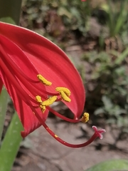 Sprekelia formosissima