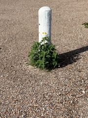 Verbesina encelioides