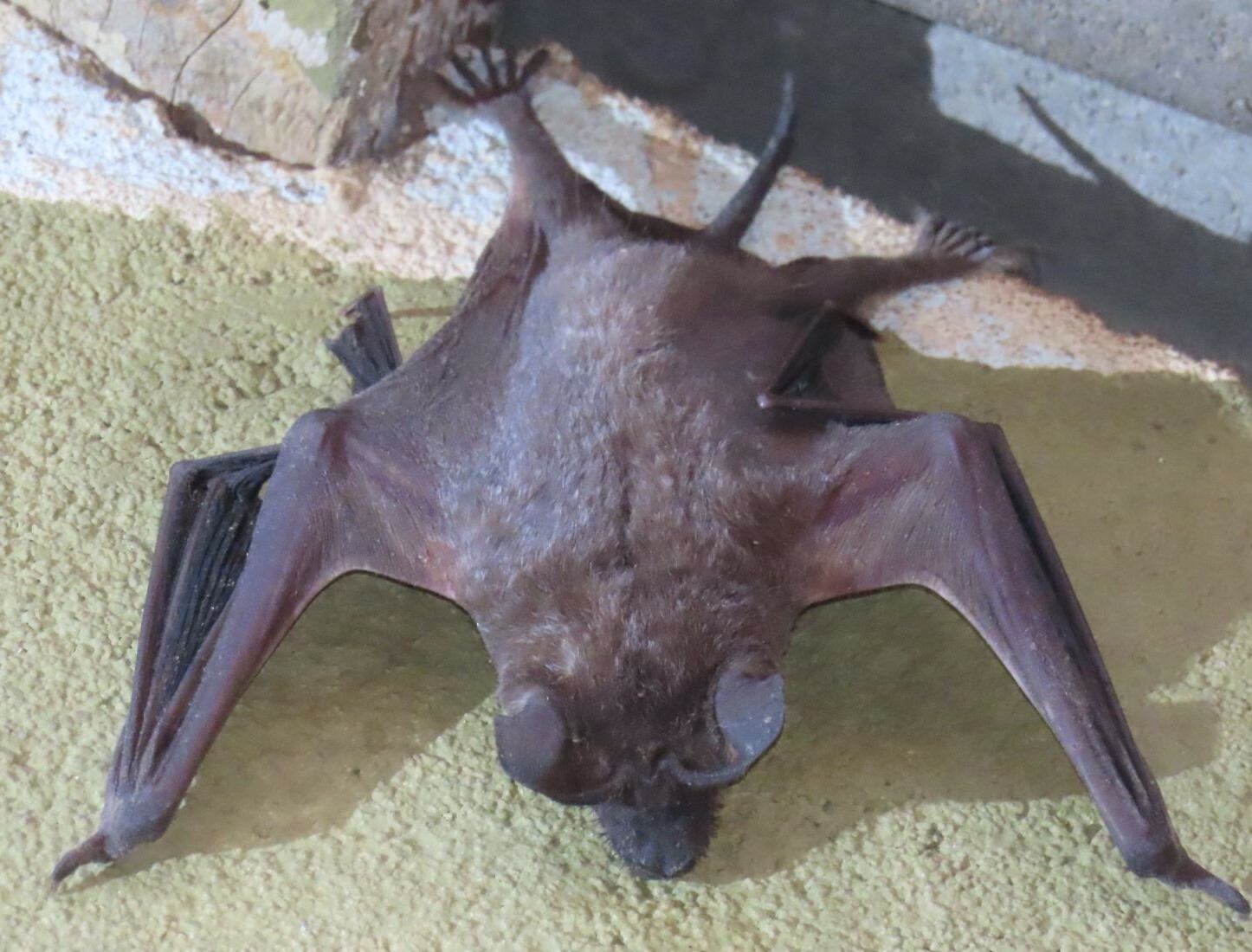 Mops condylurus (A.Smith, 1833)