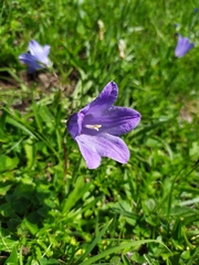 Campanula tridentata